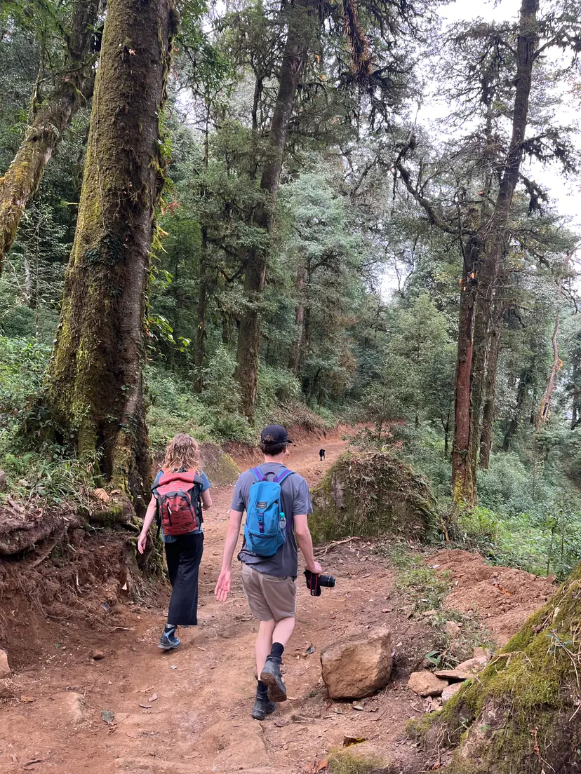 Black Forest Hike