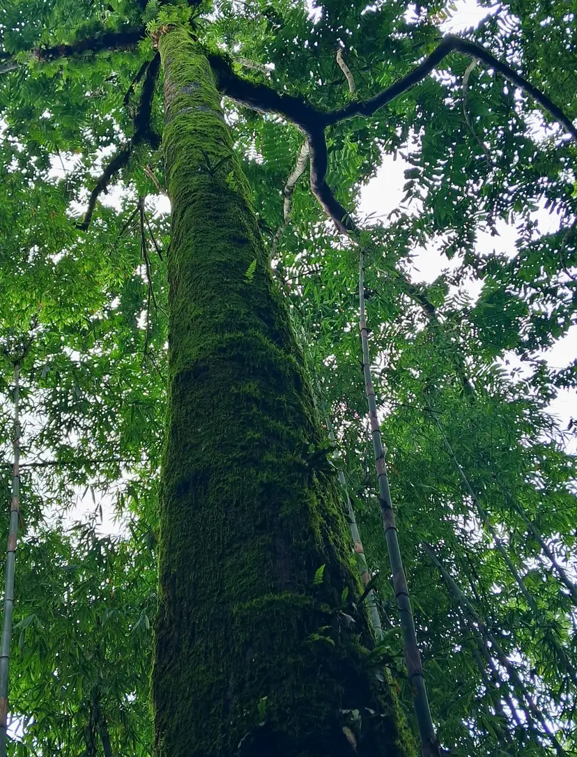 Magical Mystery Trail