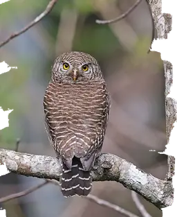 Asian Barred Owlet