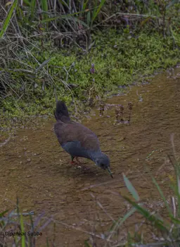 Black Tailed Crake
