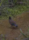 Black Tailed Crake