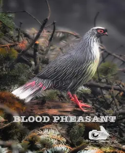 Blood Pheasant  ( Local name: Chilimey)