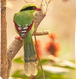 Common Green Magpie 