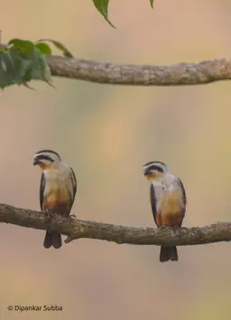 Collared Falconet