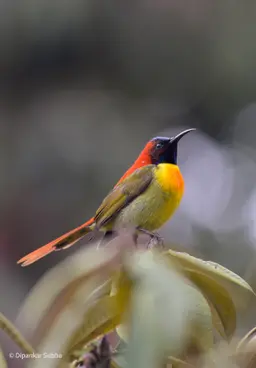 Fire Breasted Sunbird