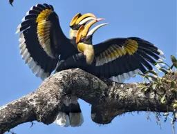 Great Hornbill