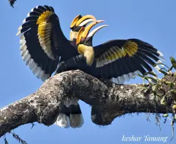 Great Indian Hornbill