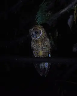 Himalayan Owl
