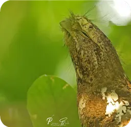 Hodgson's Frogmouth