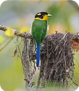 Long Tailed Broadbill