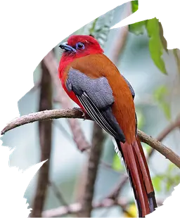 Red Headed Trogon