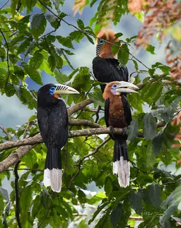 Rufous Necked Hornbill