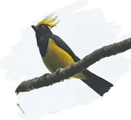 Sultan Tit