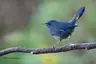 The White-bellied Redstart