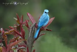 Verditer Flycatcher