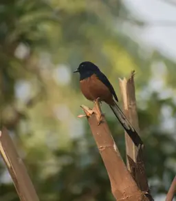 White Rumped Shama